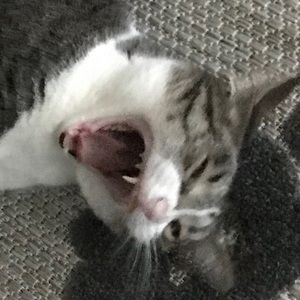 Meet your Posher, Hector